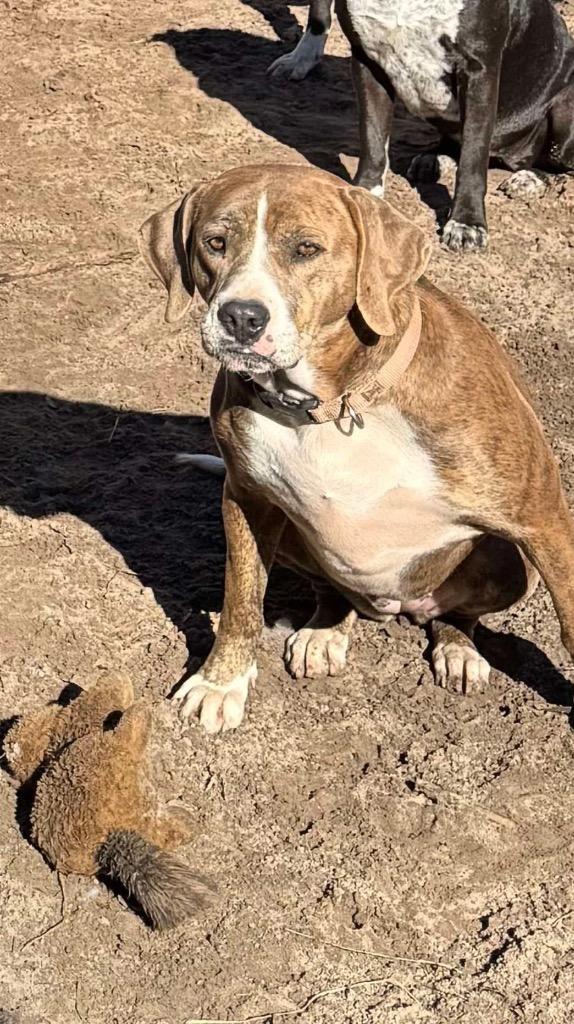 Honeybun thumbnail 2