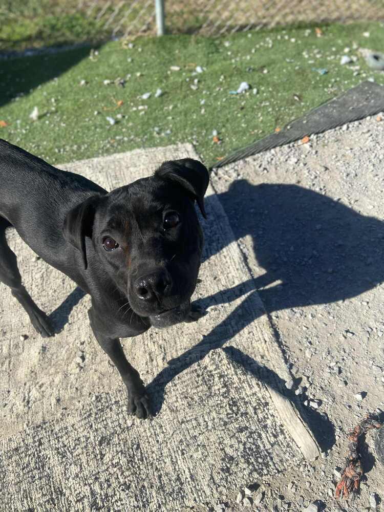 Chalupa, Adoptable, Adult Female Labrador Retriever.