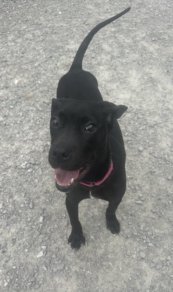 Enlarge Chalupa, a Adoptable mixed breed in Evansville, IN image 2/6