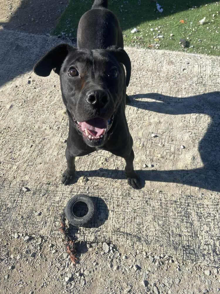 Enlarge Chalupa, a Adoptable mixed breed in Evansville, IN image 3/6