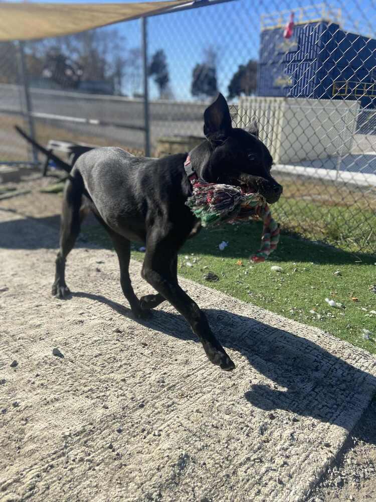 Enlarge Chalupa, a Adoptable mixed breed in Evansville, IN image 4/6