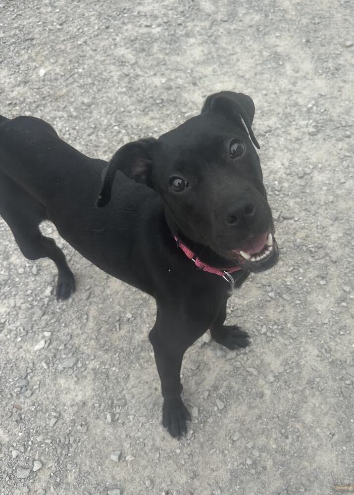 Enlarge Chalupa, a Adoptable mixed breed in Evansville, IN image 5/6