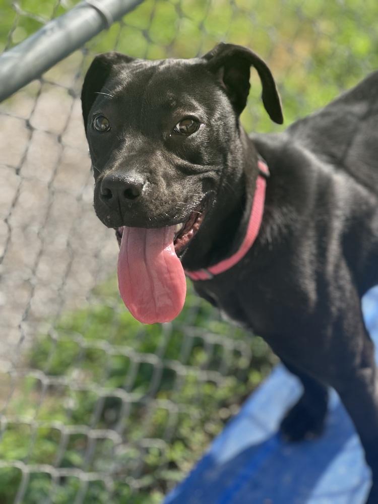 Enlarge Chalupa, a Adoptable mixed breed in Evansville, IN image 6/6