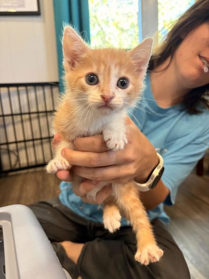 Enlarge Loretta, a Adoptable mixed breed in Paducah, KY image 1/1