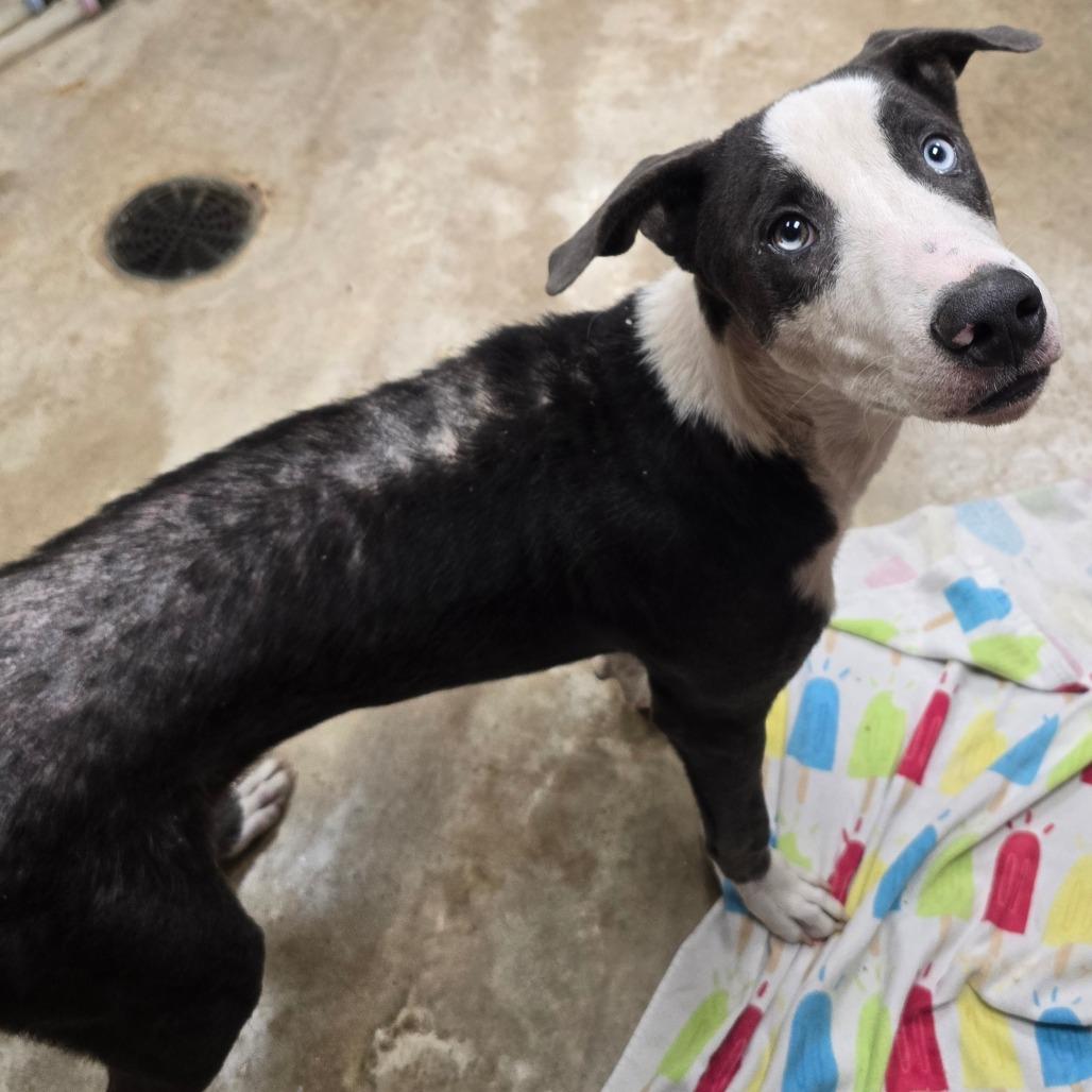 Enlarge Blue- 092410U, a Adoptable mixed breed in Tupelo, MS image 2/2