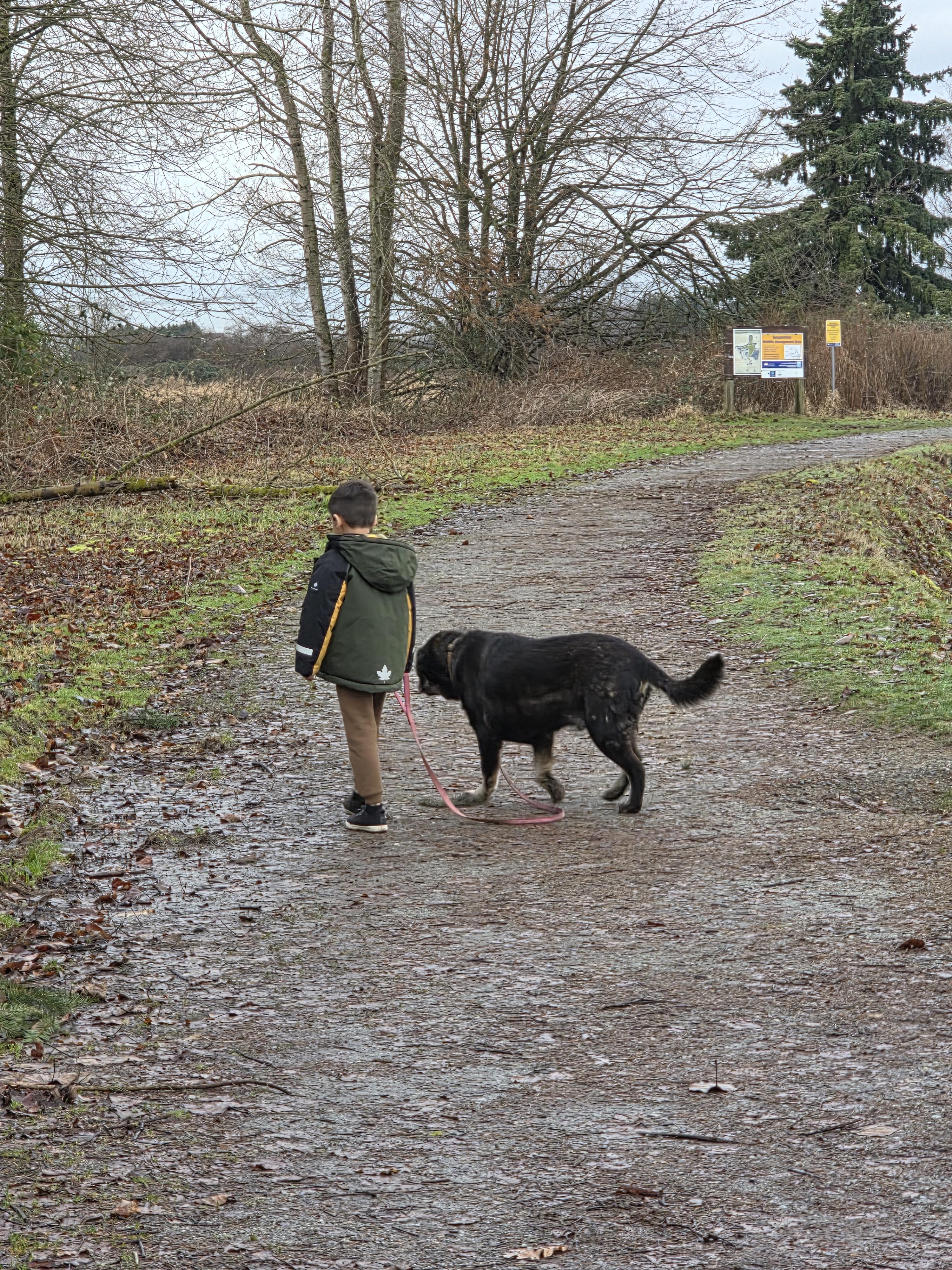 Enlarge ZEUS, a ADOPTABLE mixed breed in Surrey, BC image 4/4