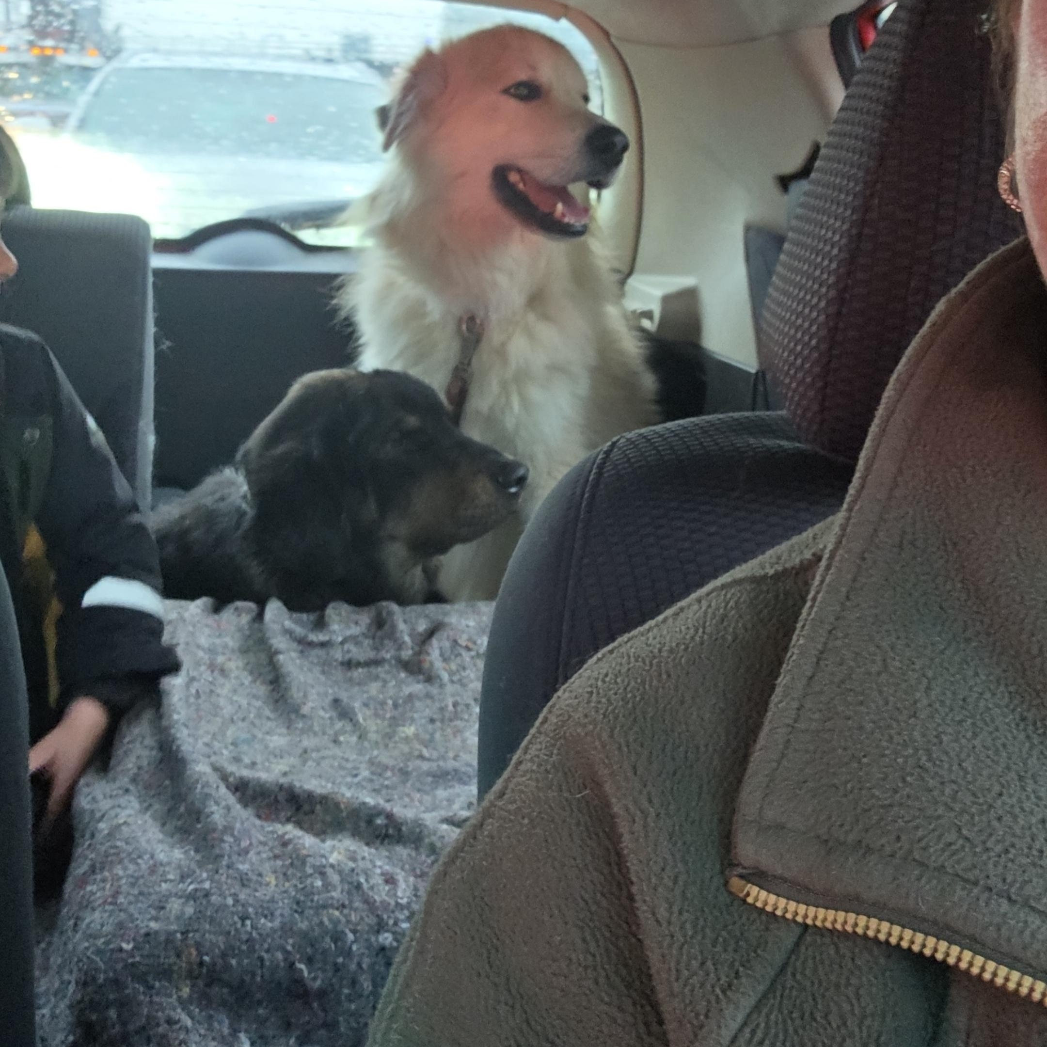 ZEUS, a ADOPTABLE mixed breed in Surrey, BC image 3/3