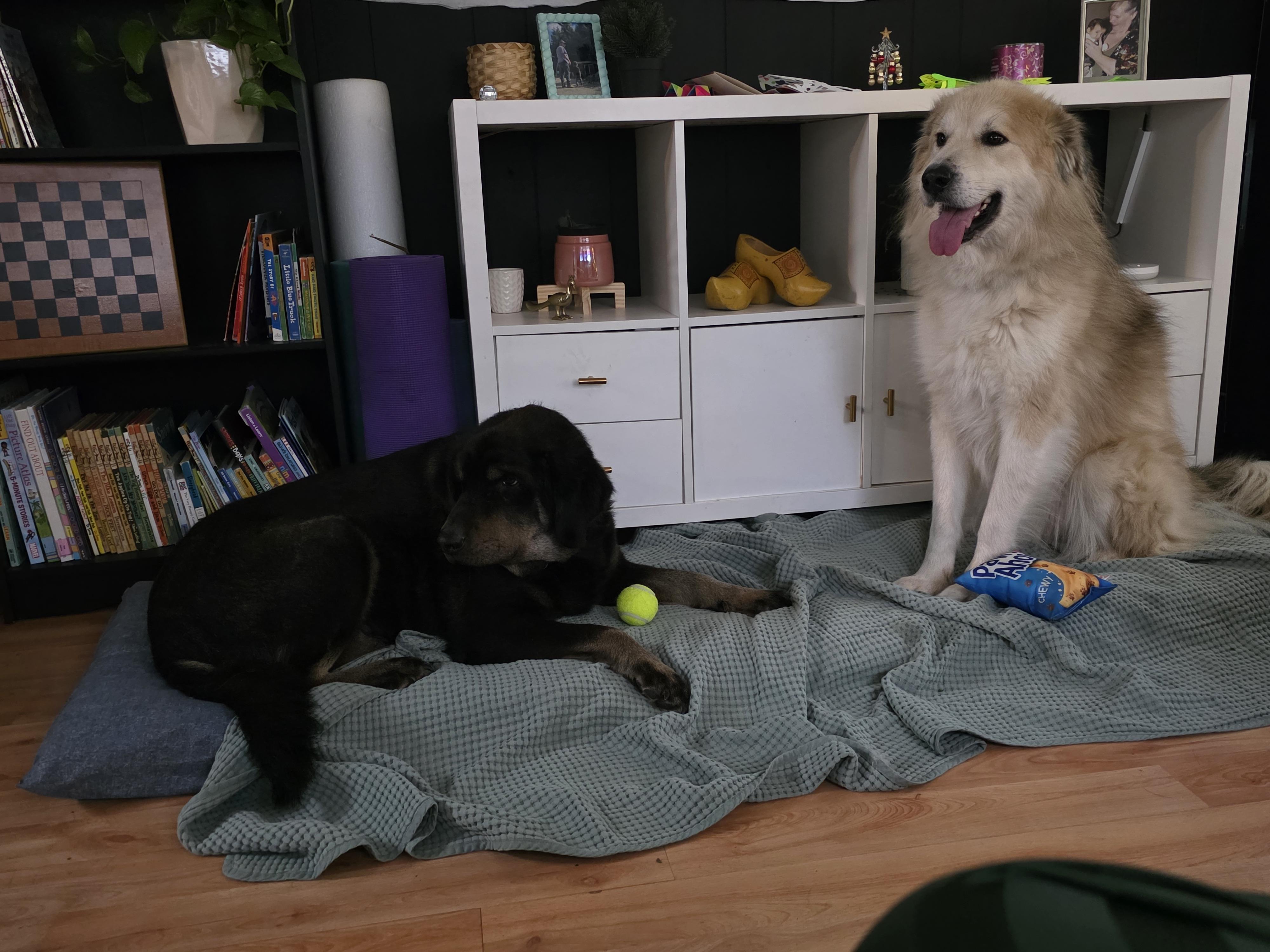 Enlarge ZEUS, a ADOPTABLE mixed breed in Surrey, BC image 1/4