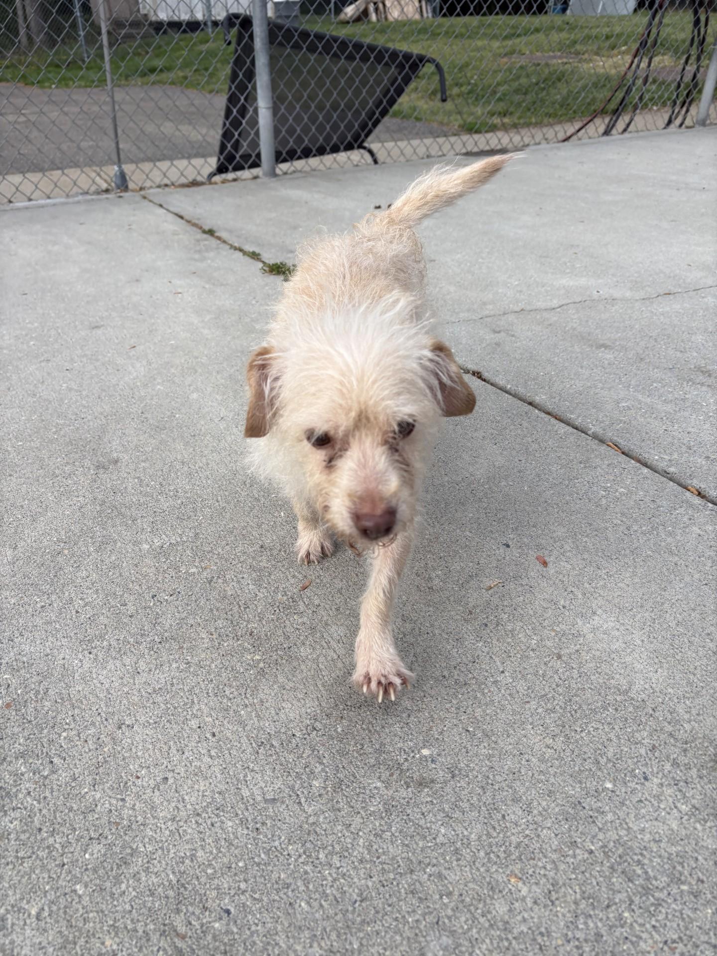 Enlarge Fidough, an adopted mixed breed in Ashland, VA image 3/3
