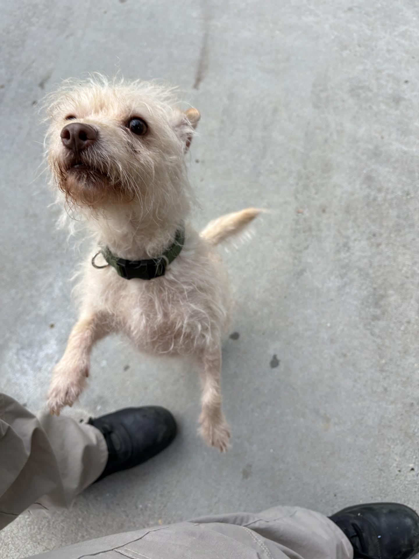 Enlarge Fidough, an adopted mixed breed in Ashland, VA image 2/3