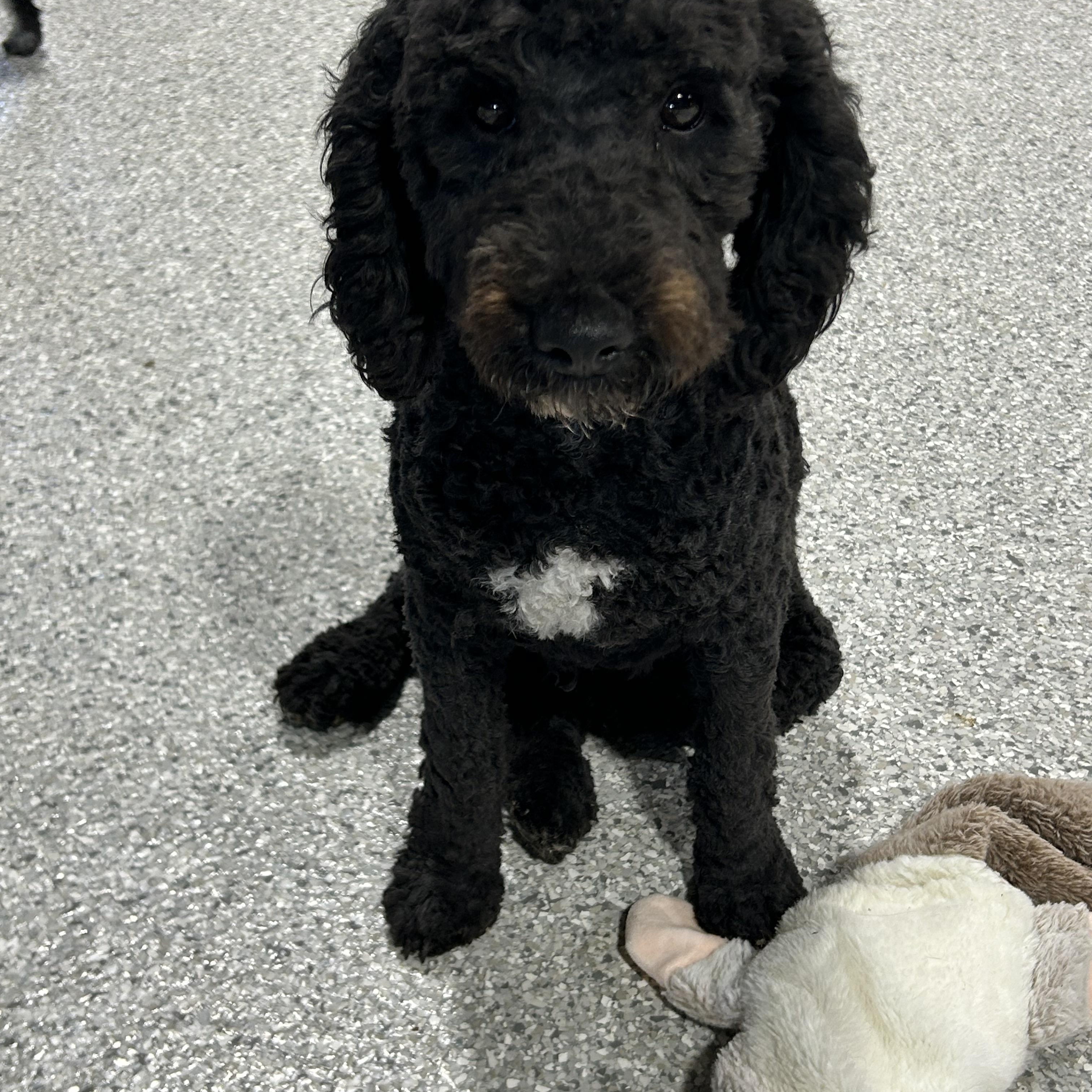 Enlarge Shadow. Laid back. Chill, a Adoptable Cockapoo in Antwerp, OH image 1/4