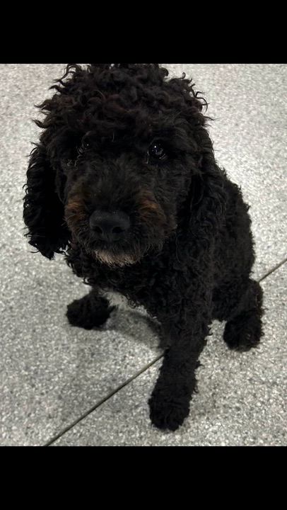 Enlarge Shadow. Laid back. Chill, a Adoptable Cockapoo in Antwerp, OH video 3/4