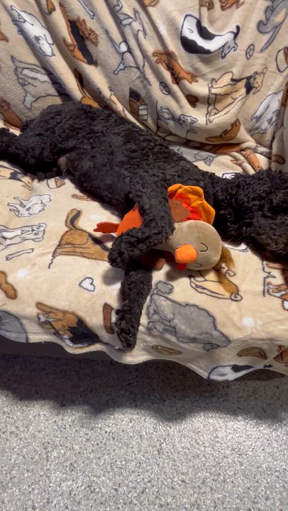 Enlarge Shadow. Laid back. Chill, a Adoptable Cockapoo in Antwerp, OH video 4/4