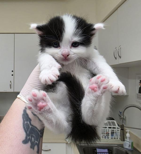 Mikey, Adoptable, Kitten Male Domestic Medium Hair.