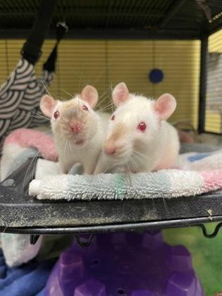 Pebbles, Adoptable, Adult Female Rat.