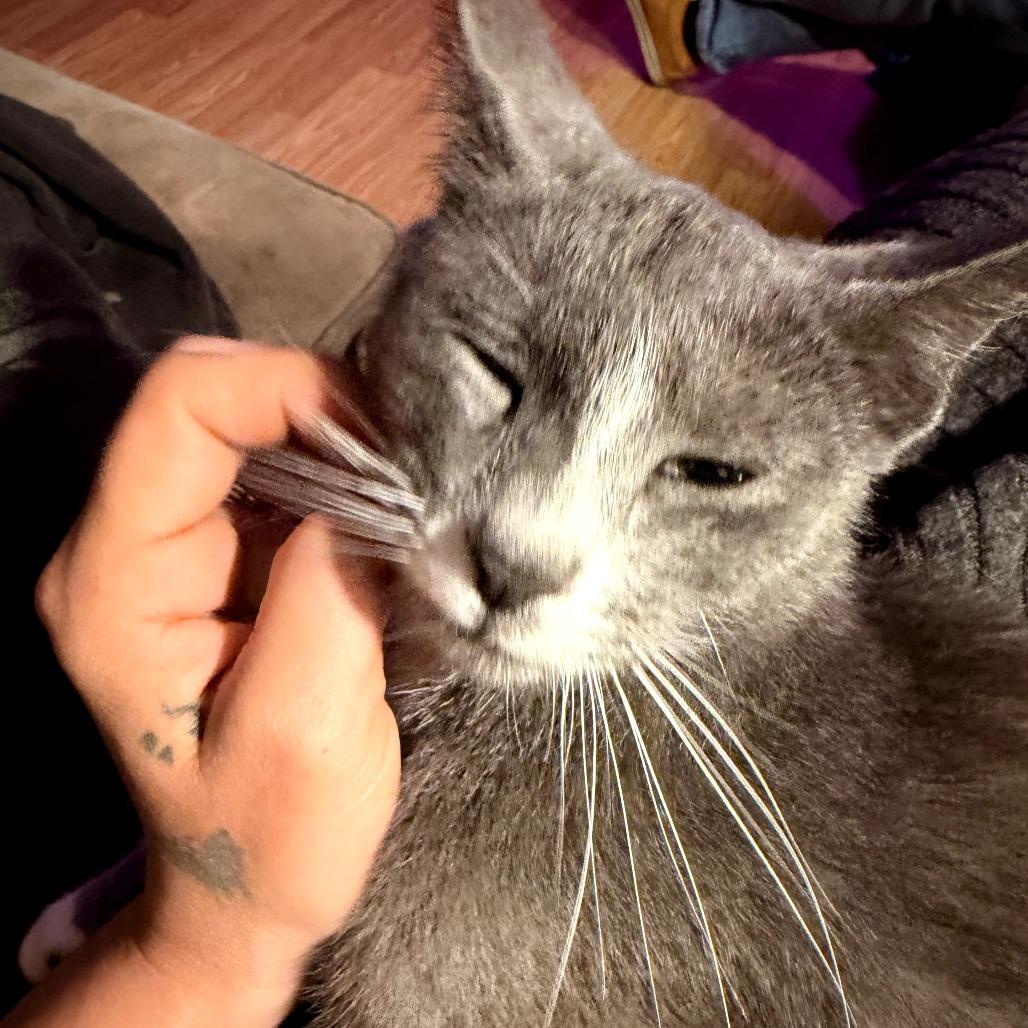 Enlarge Vera, a Adoptable Domestic Short Hair in Coos Bay, OR image 1/2