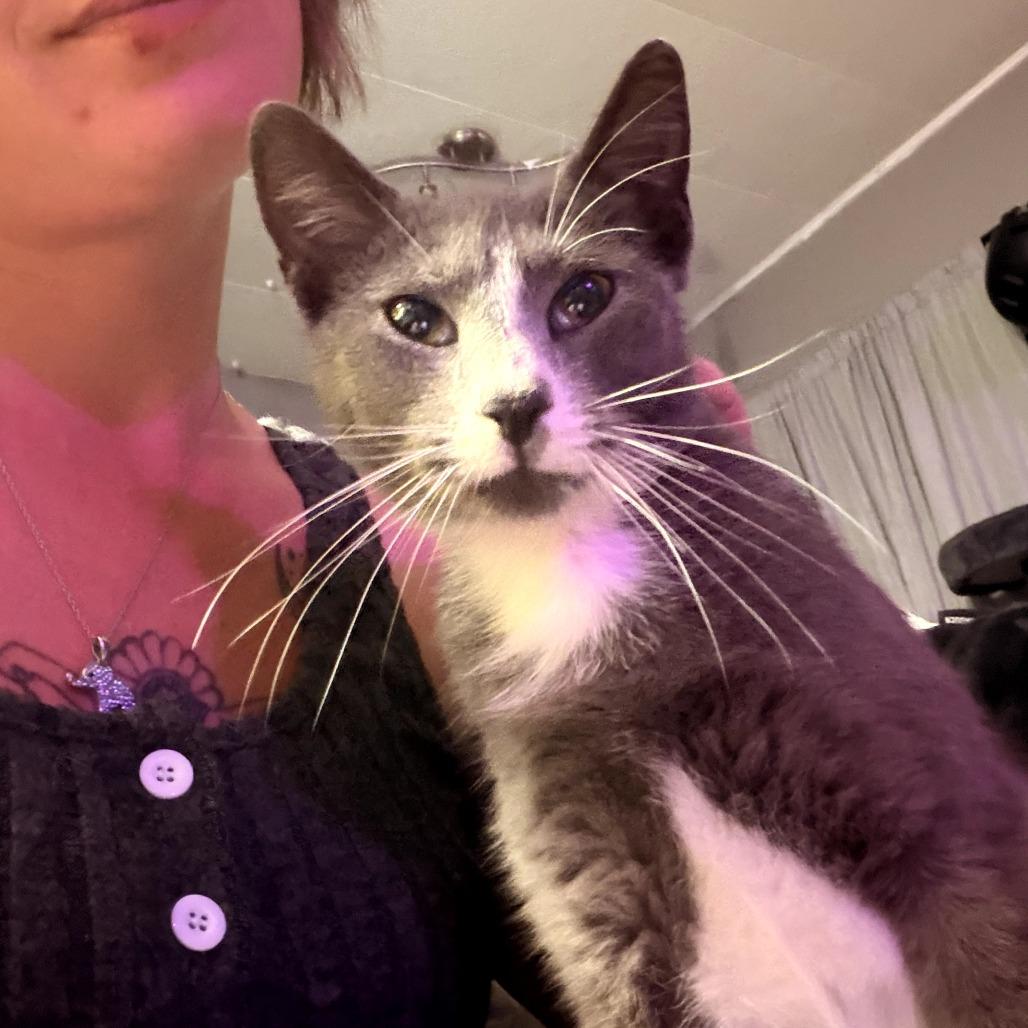 Enlarge Vera, a Adoptable Domestic Short Hair in Coos Bay, OR image 2/2