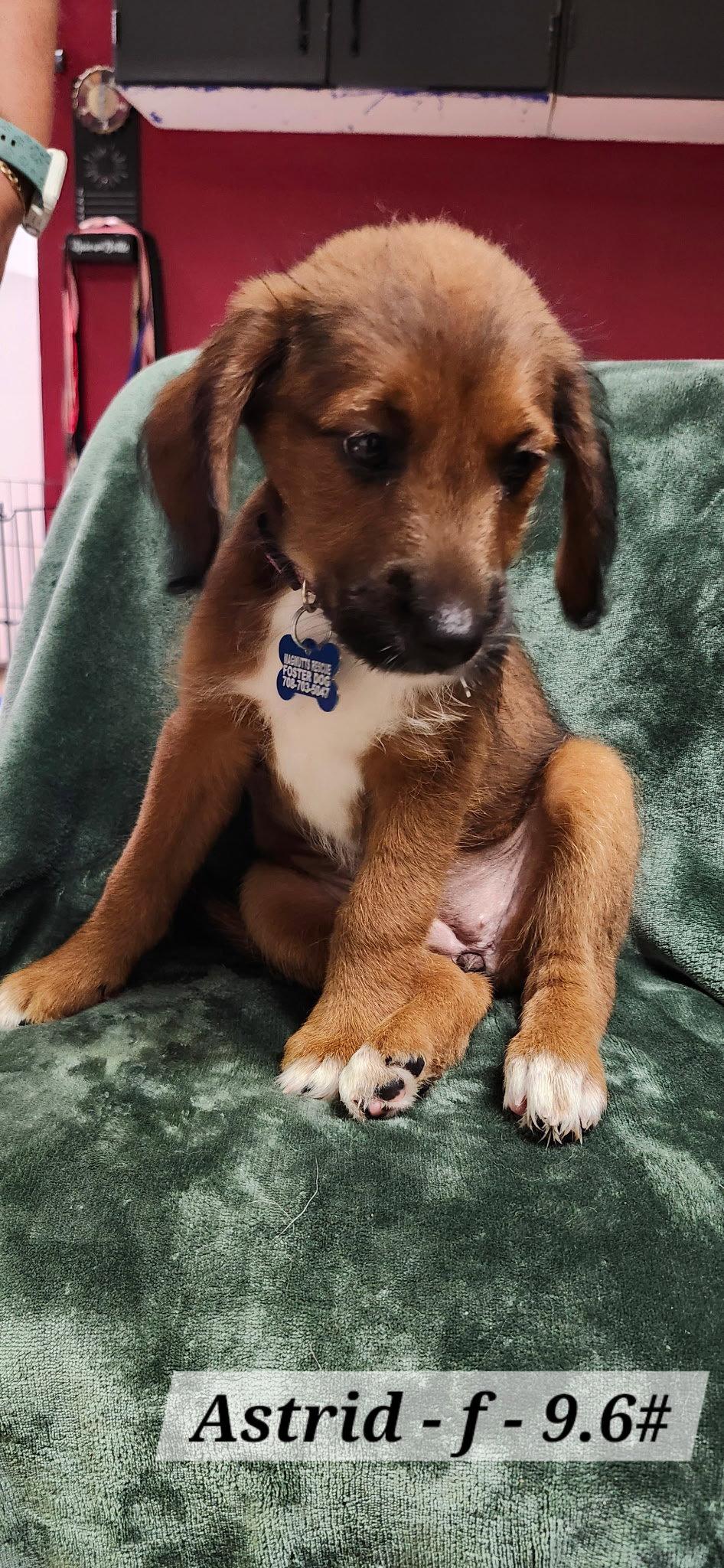 Astrid, a Adoptable mixed breed in Hillside, IL image 1/2