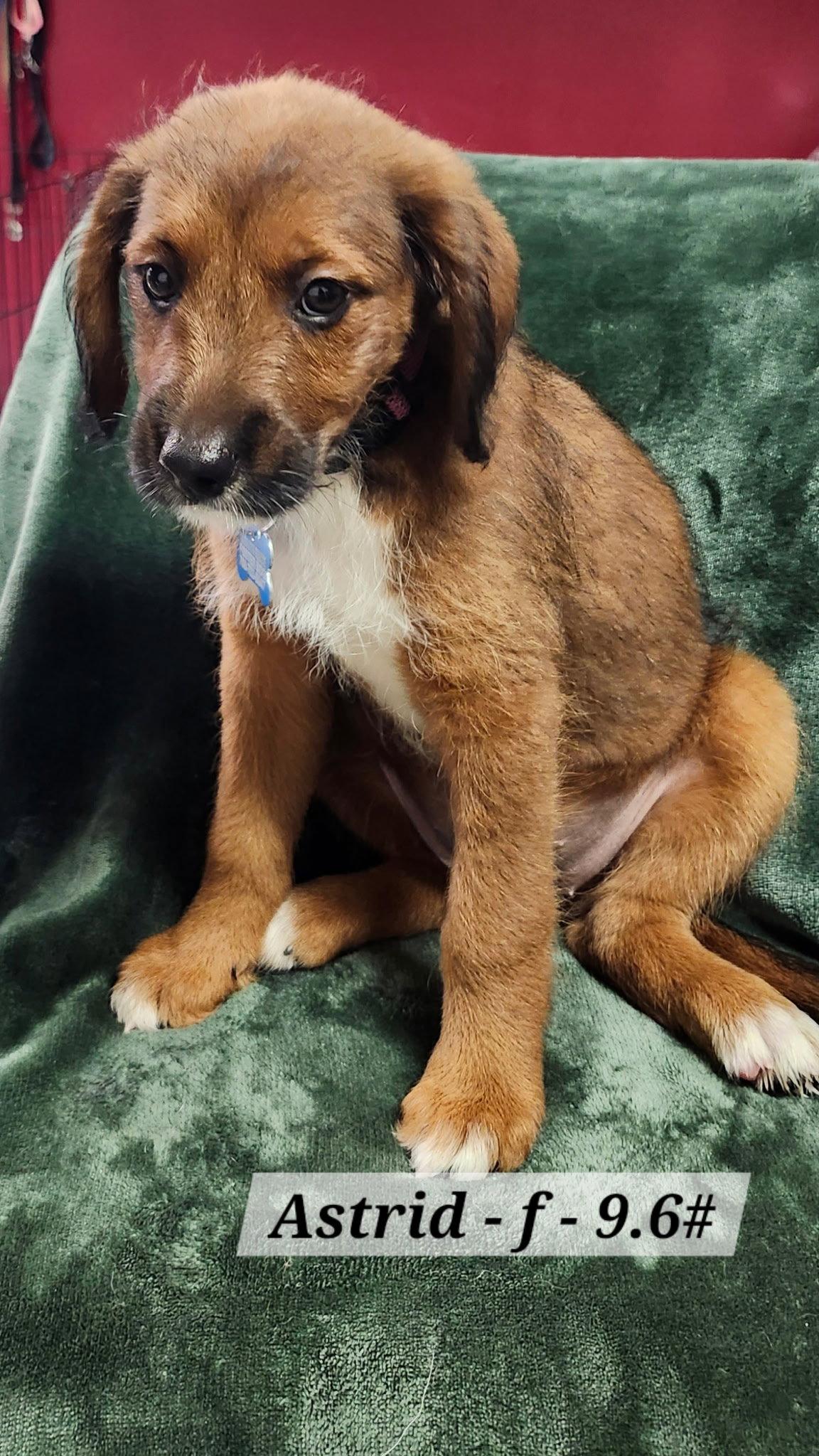 Astrid, a Adoptable mixed breed in Hillside, IL image 2/2