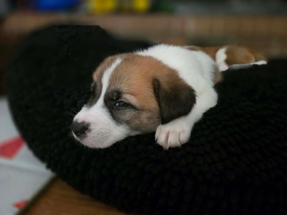 Enlarge Liberty, a Adopted mixed breed in Wendell, NC image 1/3