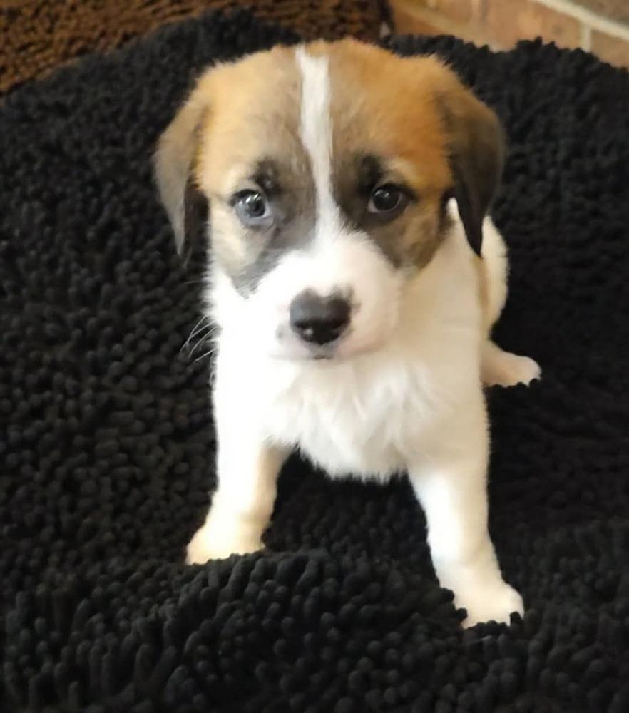 Enlarge Liberty, a Adopted mixed breed in Wendell, NC image 2/3