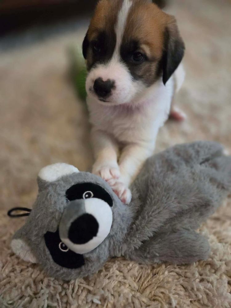 Enlarge Liberty, a Adopted mixed breed in Wendell, NC image 3/3