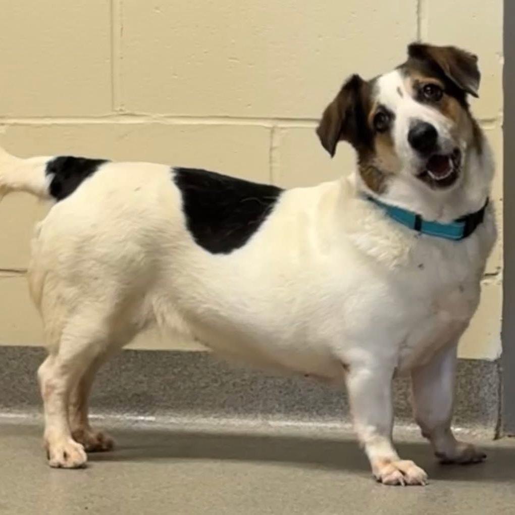 Enlarge Phoebe, a Adoptable mixed breed in Peculiar, MO image 5/6