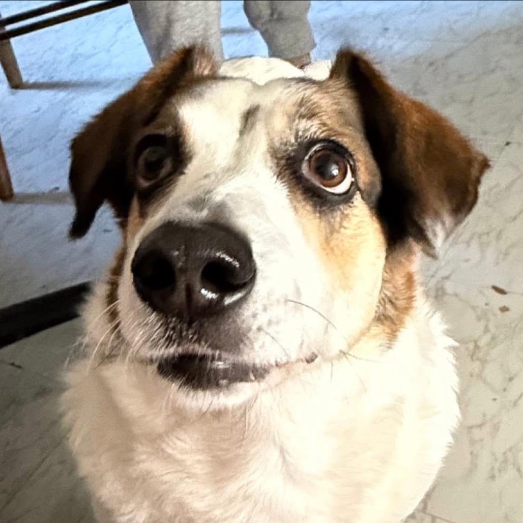 Enlarge Phoebe, a Adoptable mixed breed in Peculiar, MO image 6/6