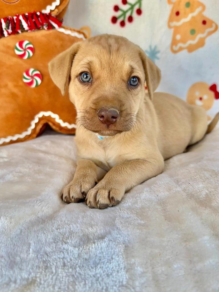 May Gentry thumbnail 4