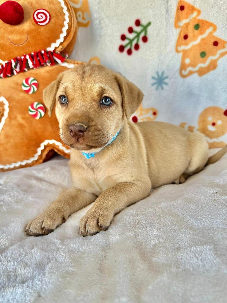 May Gentry thumbnail 5