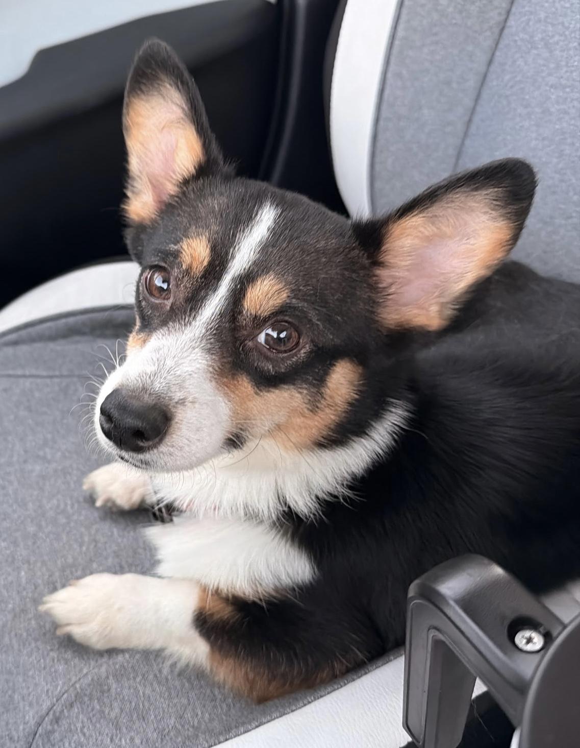 Echo, ADOPTABLE, Adult Female Corgi.