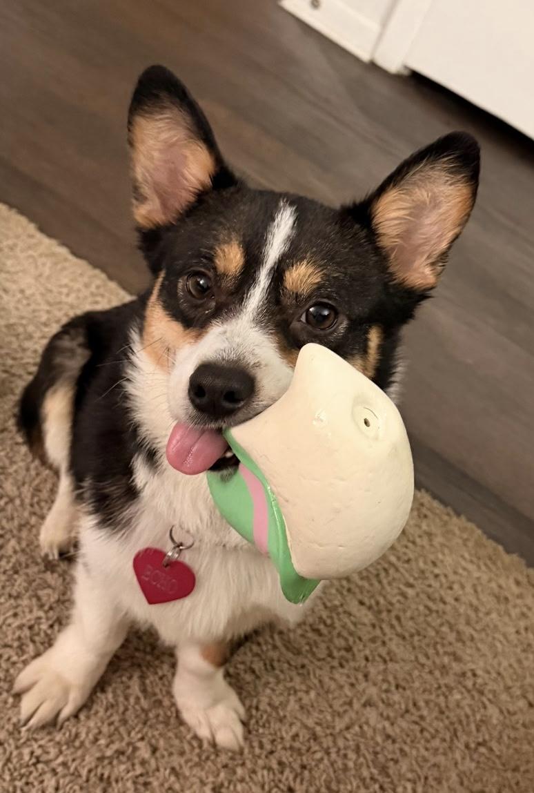 Echo, a ADOPTABLE Corgi in Overland Park, KS image 2/2