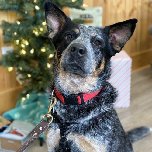 Enlarge Remi, a Adoptable Australian Cattle Dog / Blue Heeler in Vienna, ON image 1/5