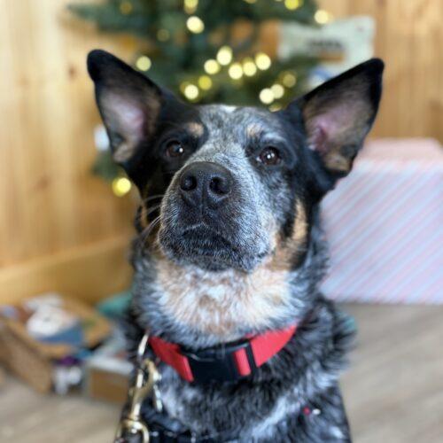 Enlarge Remi, a Adoptable Australian Cattle Dog / Blue Heeler in Vienna, ON image 2/5