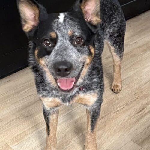 Enlarge Remi, a Adoptable Australian Cattle Dog / Blue Heeler in Vienna, ON image 3/5