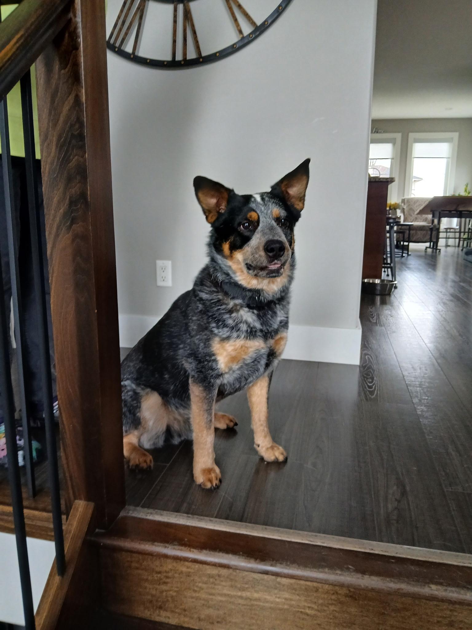 Remi, a Adoptable Australian Cattle Dog / Blue Heeler in Vienna, ON image 4/6