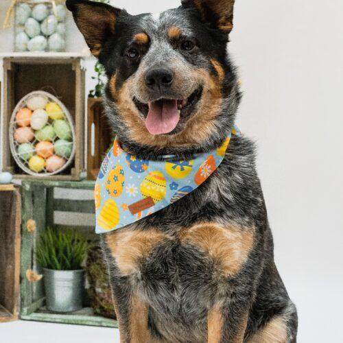 Remi, a Adoptable Australian Cattle Dog / Blue Heeler in Vienna, ON image 5/6