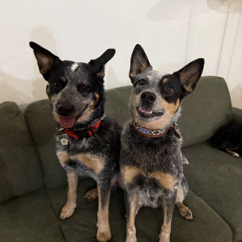 Enlarge Remi, a Adoptable Australian Cattle Dog / Blue Heeler in Vienna, ON image 4/5