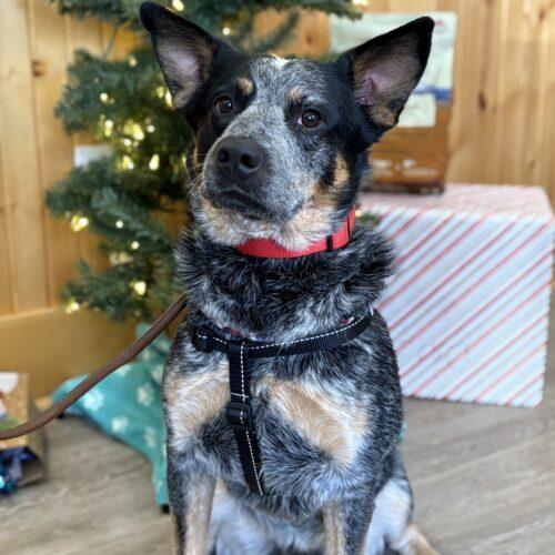 Enlarge Remi, a Adoptable Australian Cattle Dog / Blue Heeler in Vienna, ON image 5/5