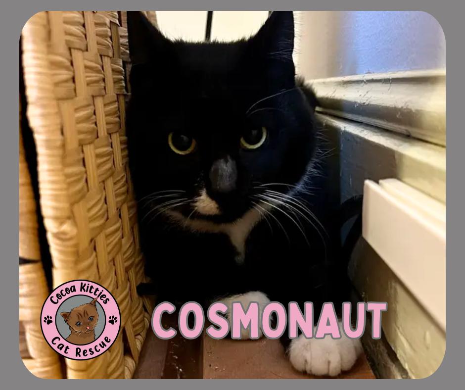 Enlarge Cosmonaut, a Adoptable mixed breed in Hershey, PA image 1/1