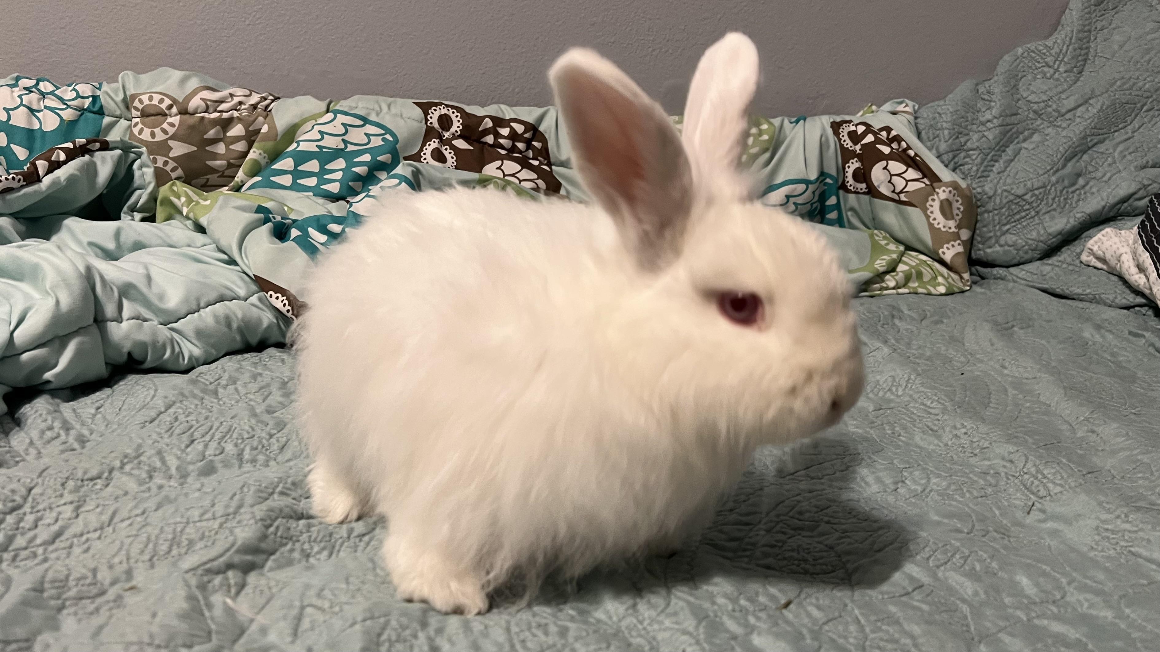 Martha, Adoptable, Young Female Lionhead.