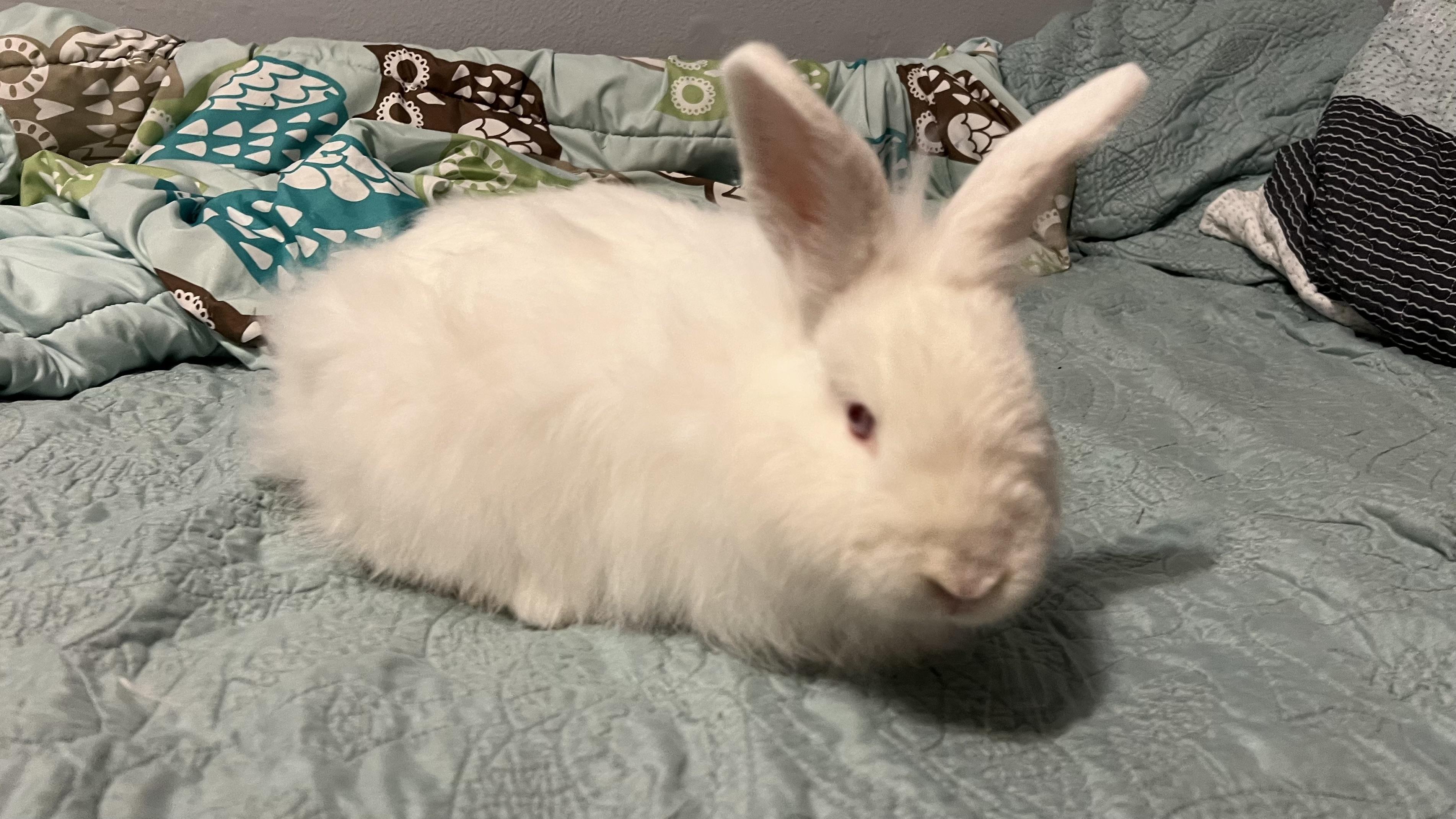 Martha, a Adoptable mixed breed in Holiday, FL image 2/6