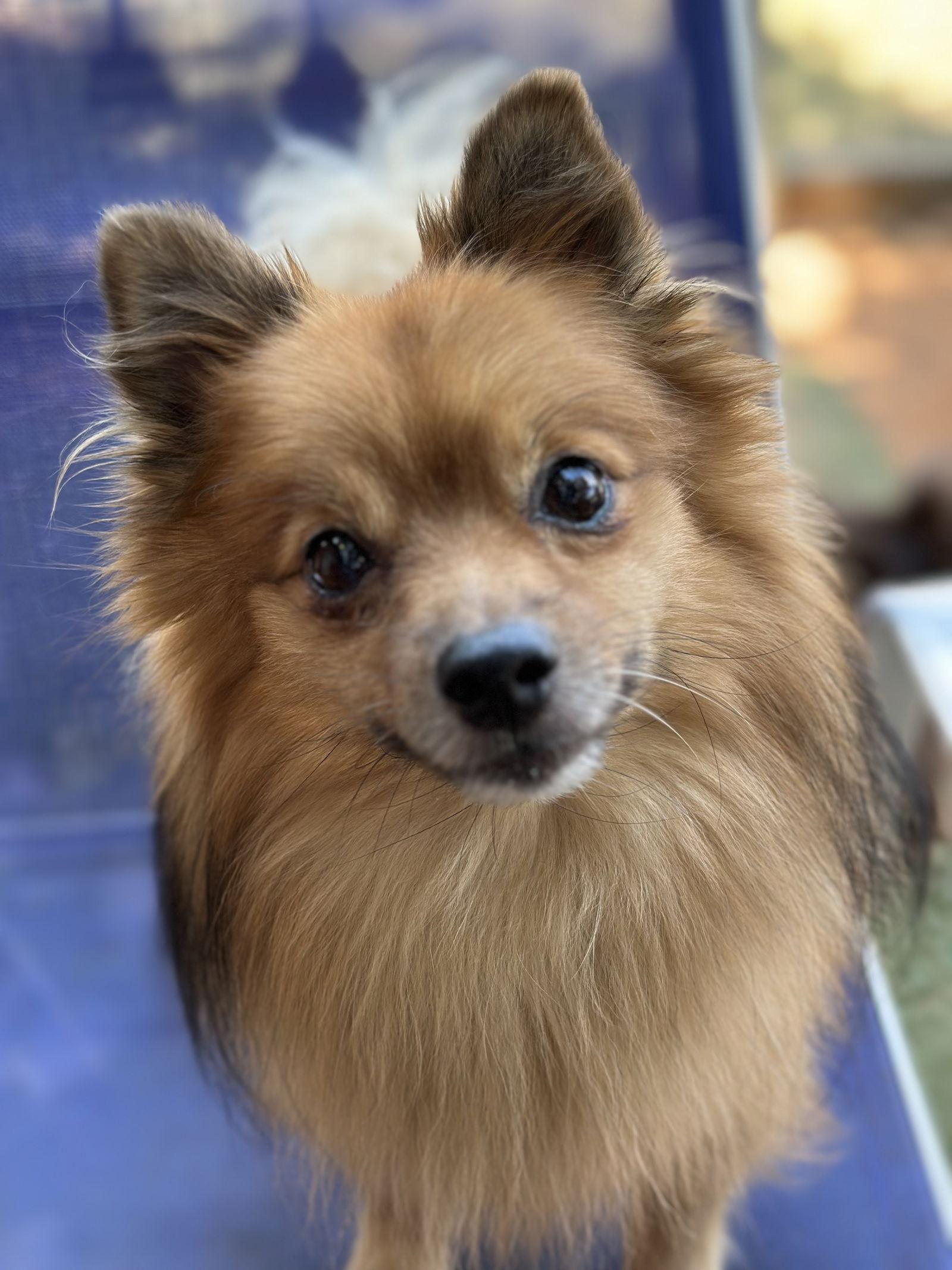 Enlarge Floopy, a Adopted Pomeranian in Garland, TX image 2/3