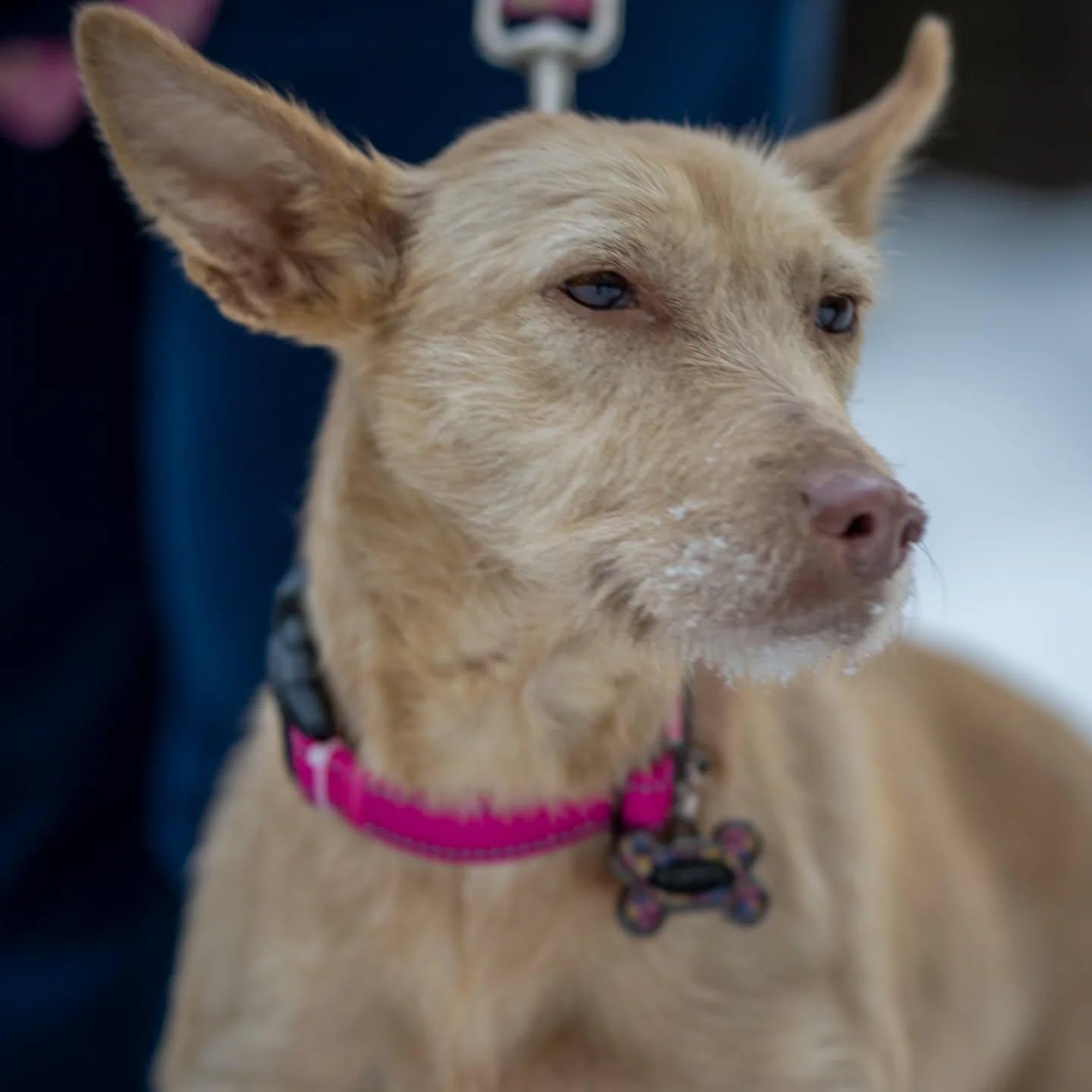 Enlarge Penny , a Adoptable mixed breed in HANSON, MA image 1/3