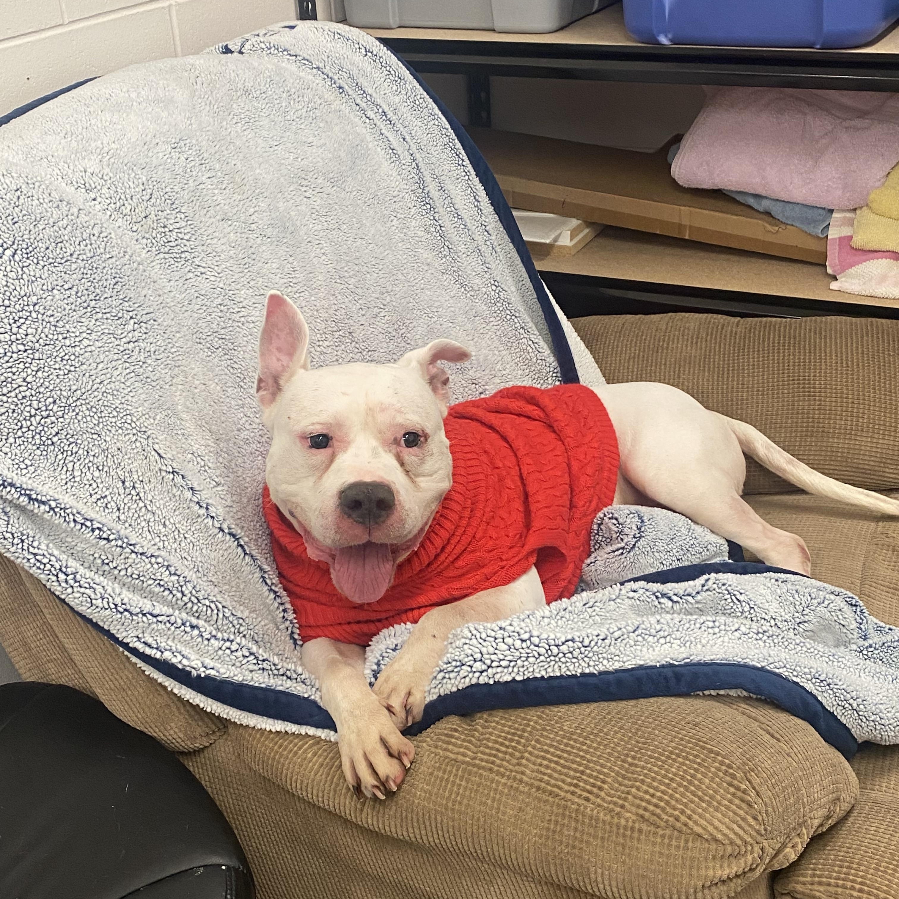 Enlarge Walter, a Adoptable mixed breed in Elsmere, KY image 1/6