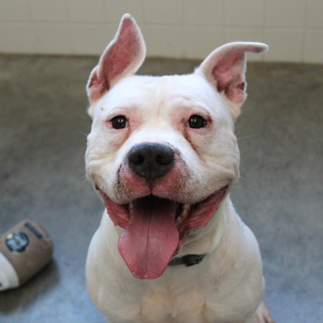 Enlarge Walter, a Adoptable mixed breed in Elsmere, KY image 2/6