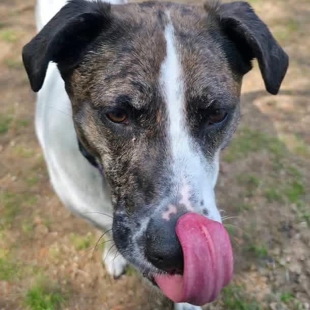 Enlarge Trixie, a Adoptable mixed breed in Conway, NH image 1/6