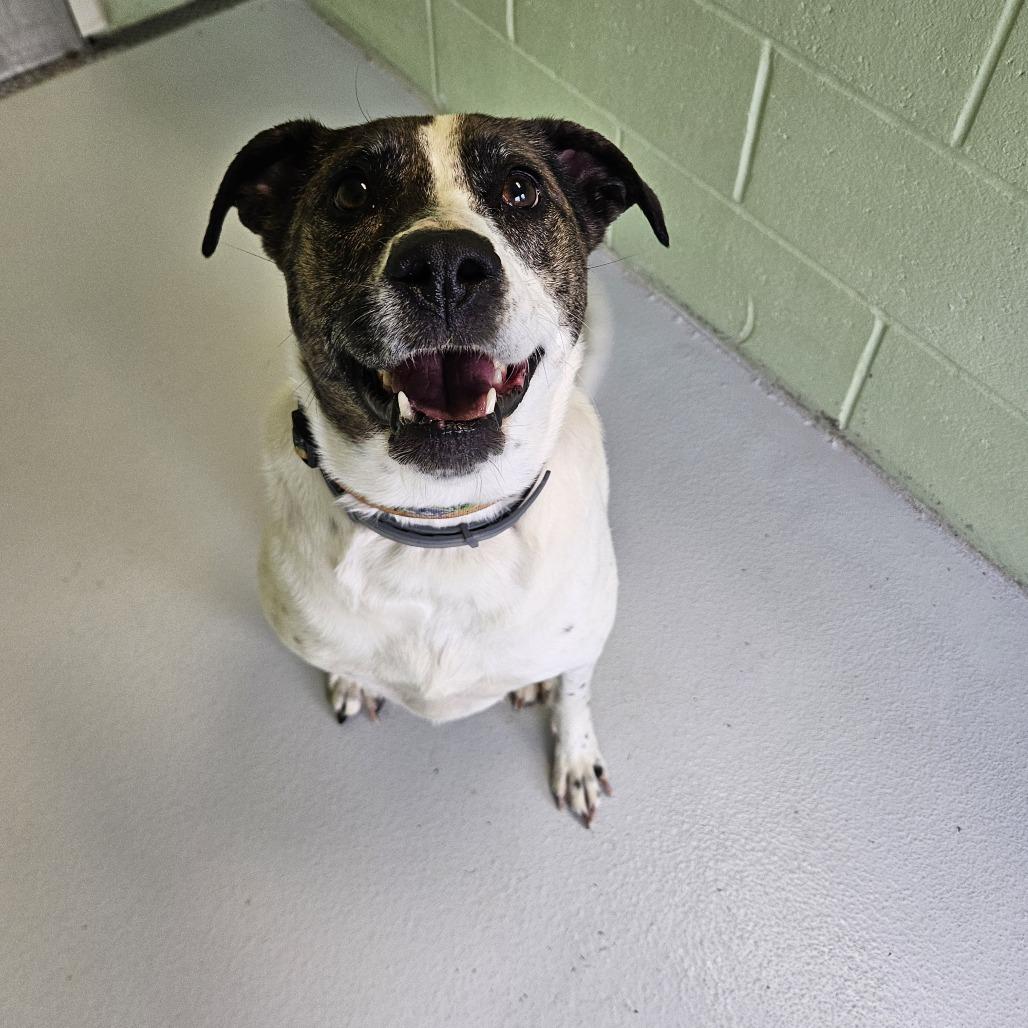 Enlarge Trixie, a Adoptable mixed breed in Conway, NH image 2/6