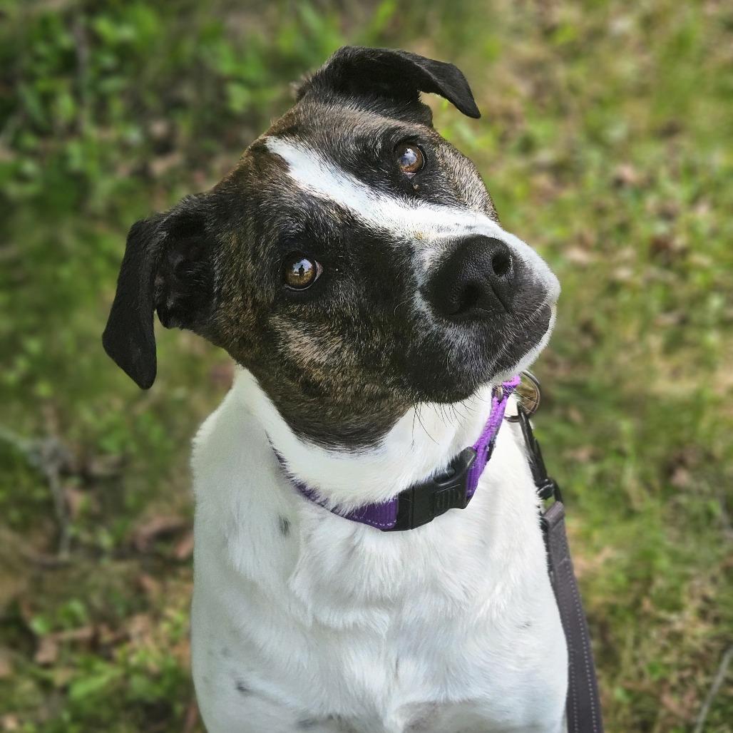 Enlarge Trixie, a Adoptable mixed breed in Conway, NH image 3/6