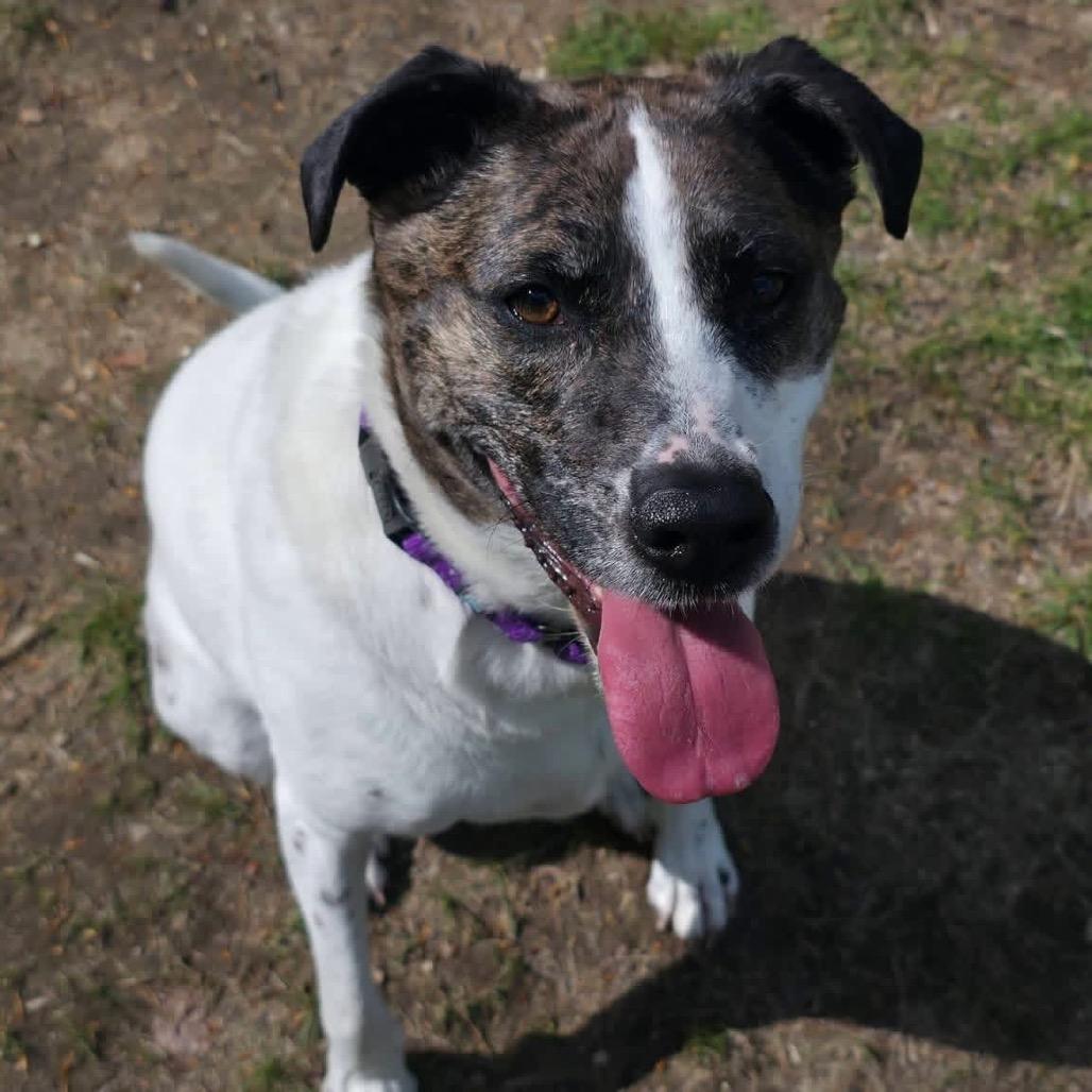 Enlarge Trixie, a Adoptable mixed breed in Conway, NH image 4/6